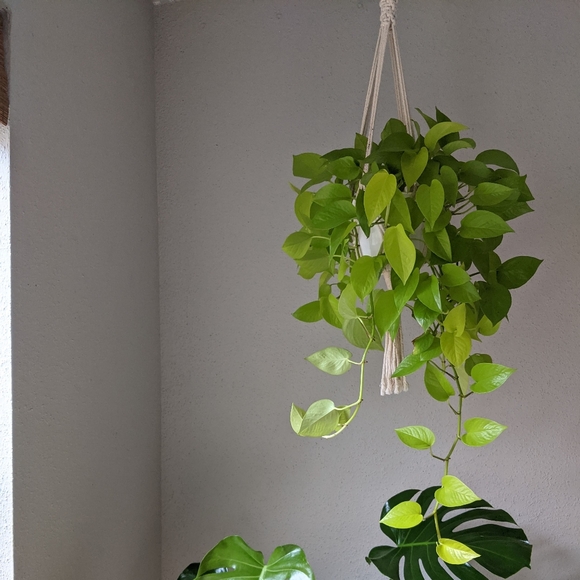 🚫SOLD Three Macrame Plant Hangings - Picture 9 of 9